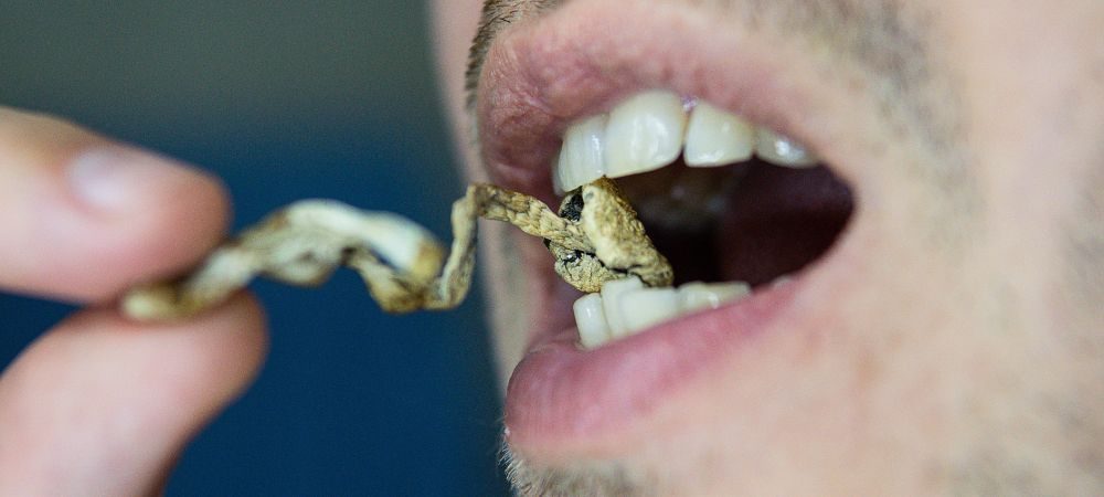 Panaeolus cyanescens