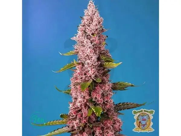 Red Hot Cookies roter cannabissorten