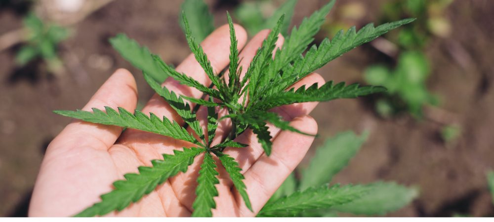 Anatomía de una planta de cannabis y como funciona