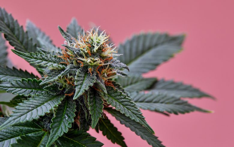 marihuana feminizada