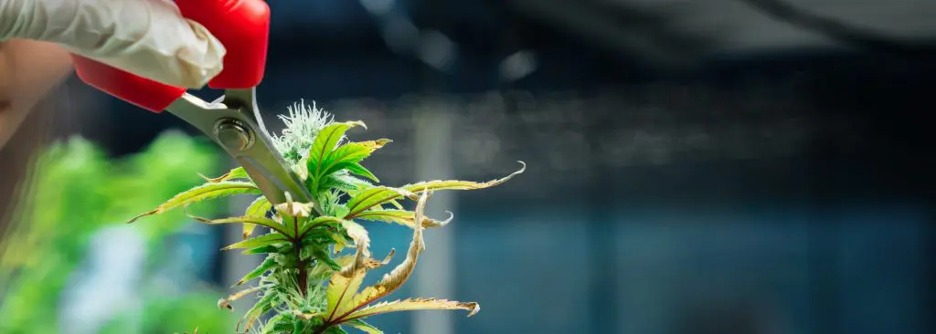 Cannabis Blüten erntet