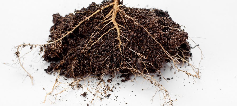 Anatomía de una planta de cannabis y como funciona