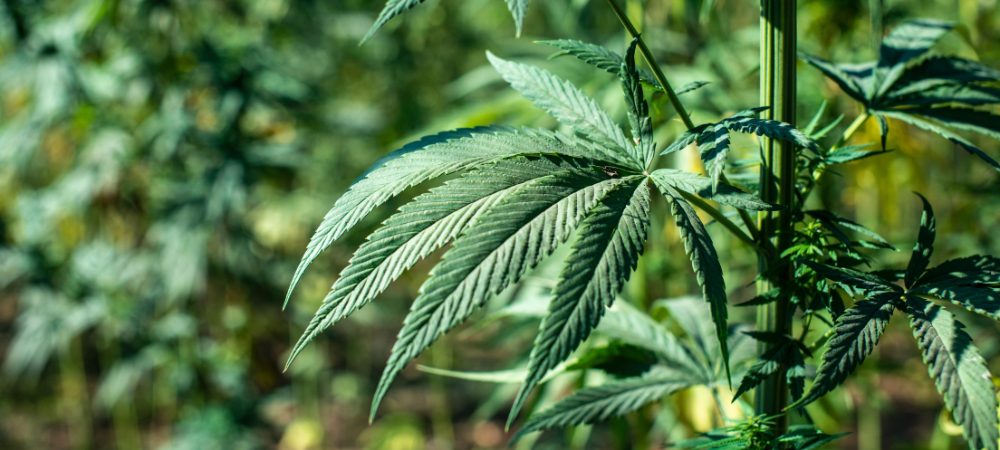 produktiv autoflowering Samen