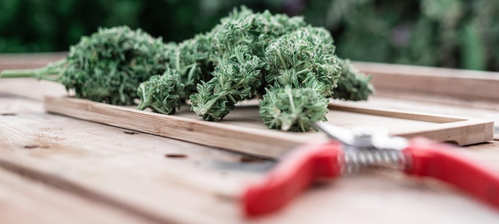 wie man cannabis-pflanzen schneide