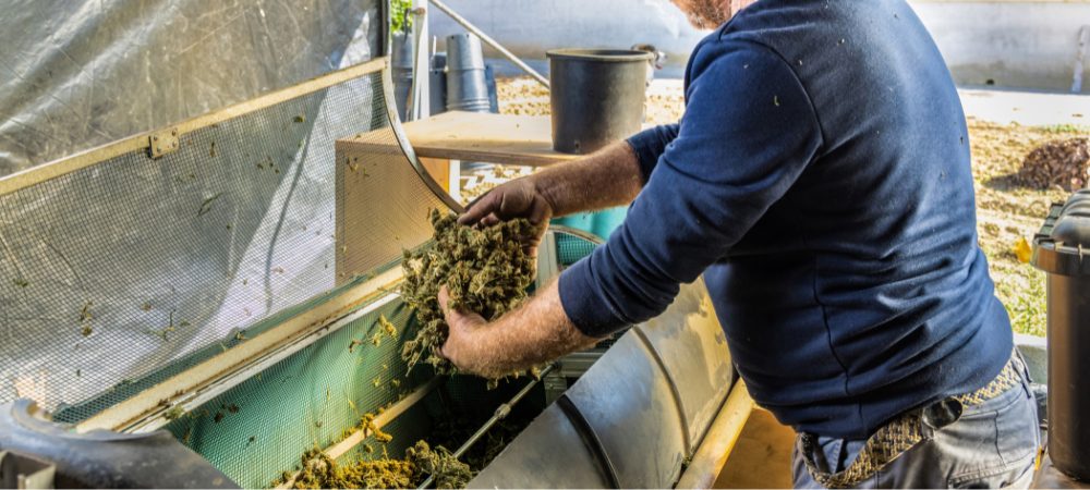 wie man cannabis-pflanzen schneide