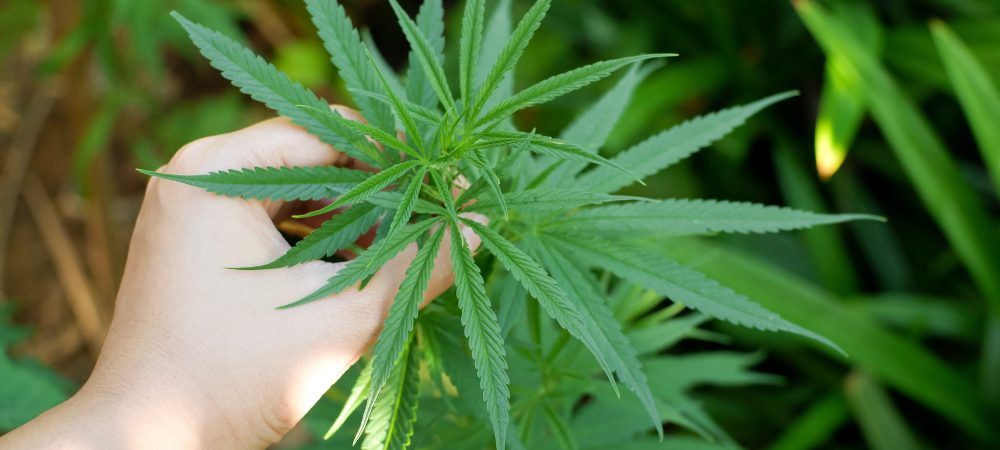 marihuana caduca
