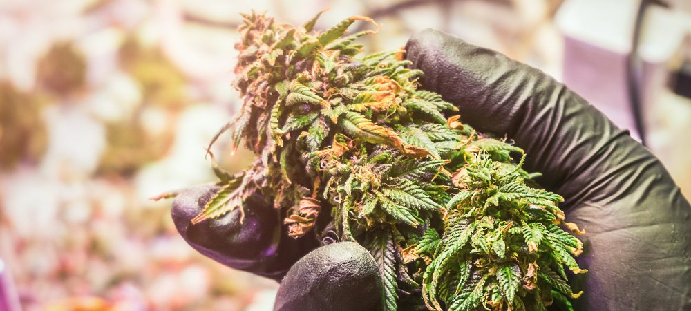 wie man cannabis-pflanzen schneide