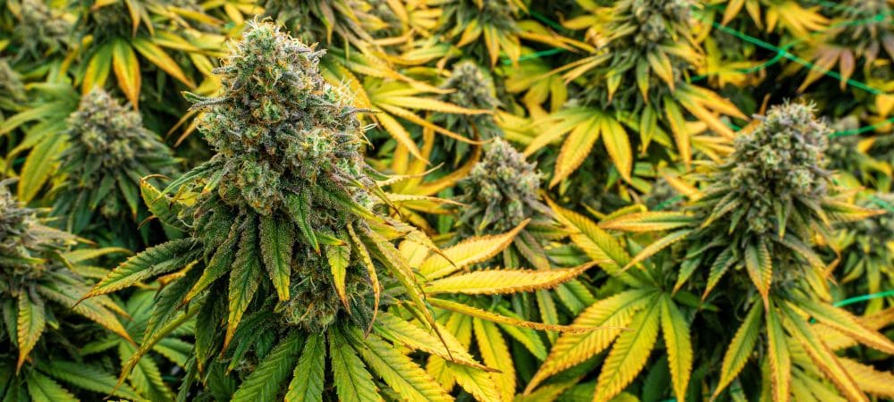 floración de la marihuana
