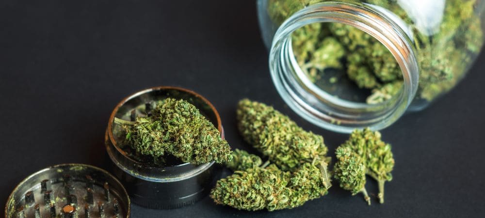 Floraison, récolte et conservation du cannabis