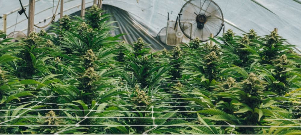 Control de la temperatura en cultivo interior de marihuana