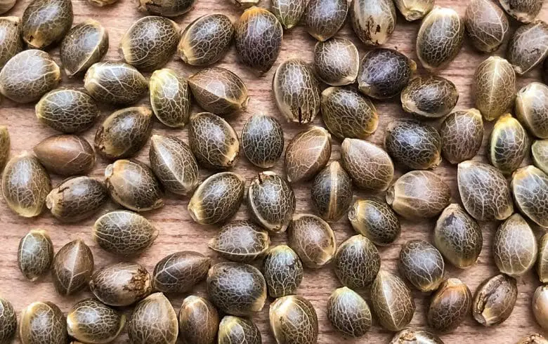 Las 5 semillas a granel más productivas de 2026: Cosechas abundantes XXL