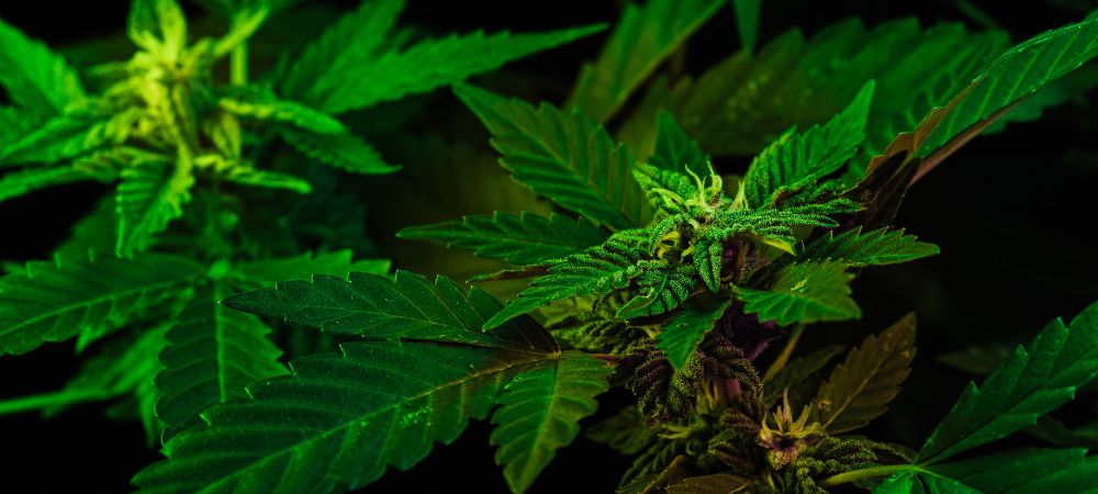 marihuana caduca
