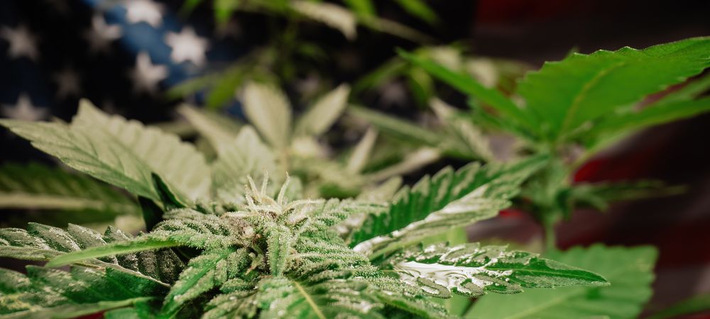 Planta de marijuana californiana