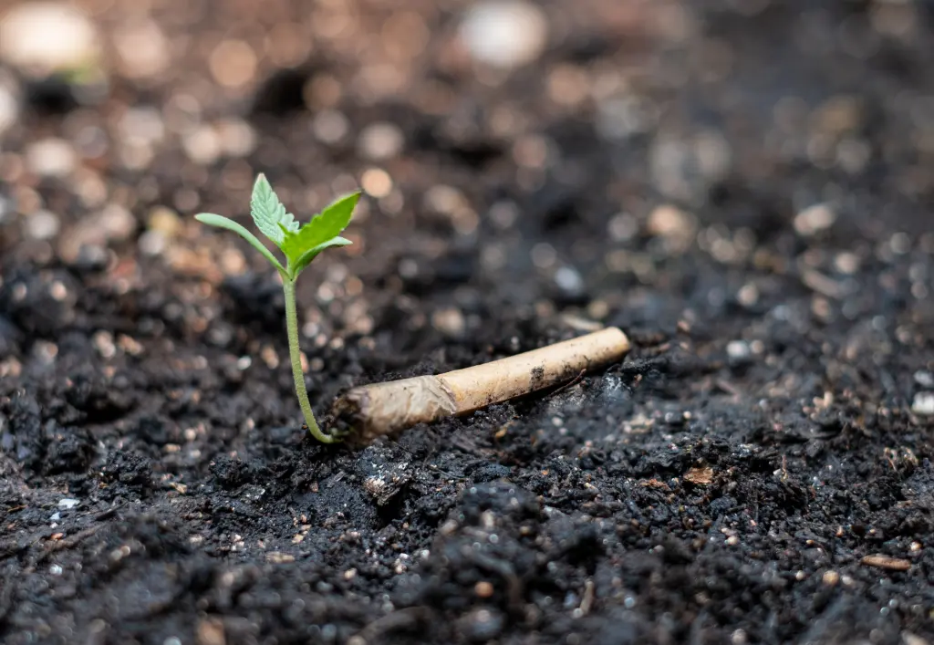 Cannabissamen: Wie lange halten sie? | Aufbewahrungstechniken
