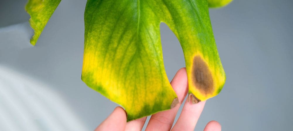 fungicida caseiro para plantas