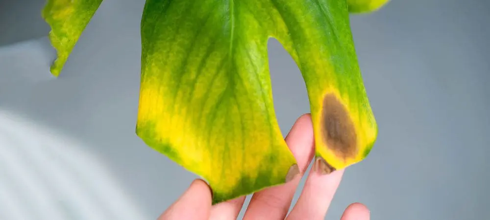 chamedora variegata Buy Mini Fishtail Palm Chamaedorea metallica main image 0