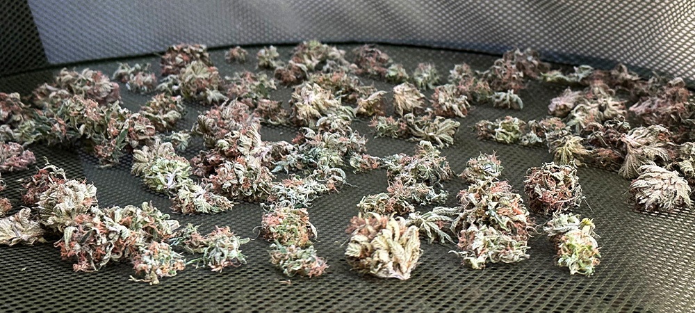 Trocknen und Aushärten von Marihuana
