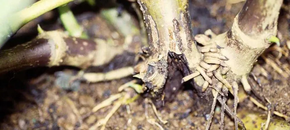 Pythium