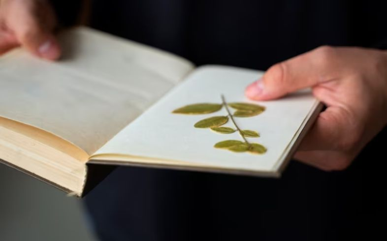 Die 5 besten bücher über den cannabisanbau