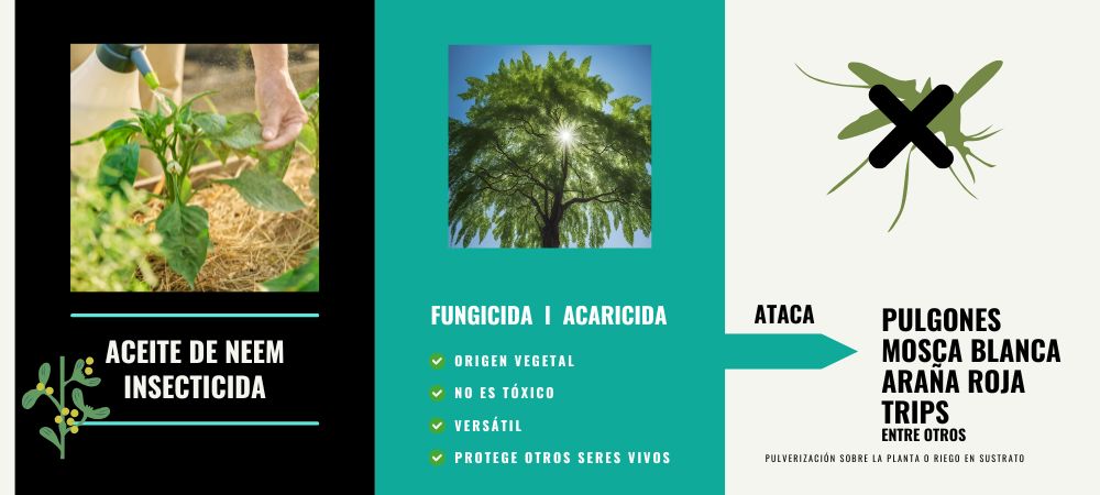 aceite de neem insecticida