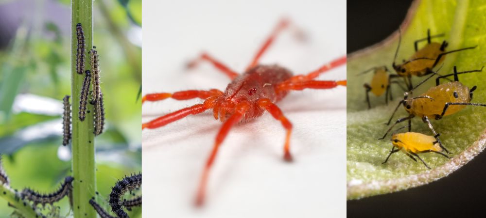 aceite de neem insecticida