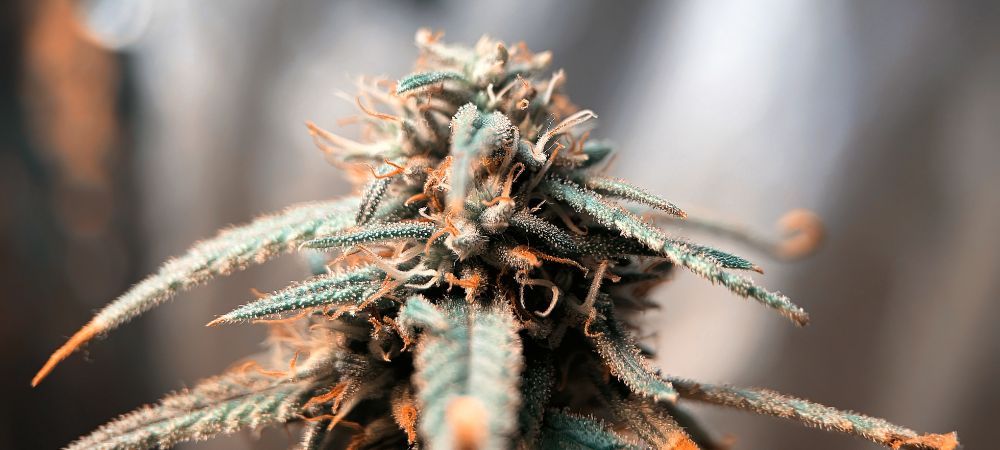 Aumento resina de cannabis resina de cannabis