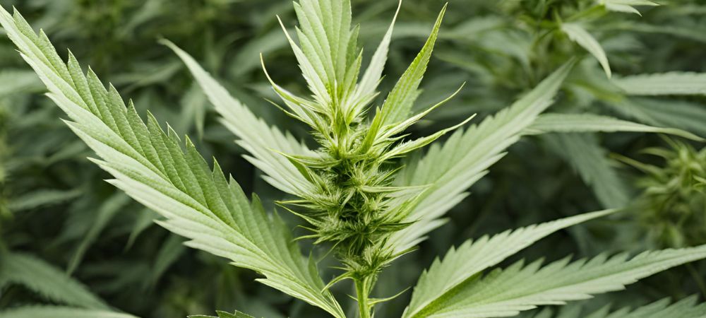 Iluminación plantas de marihuana