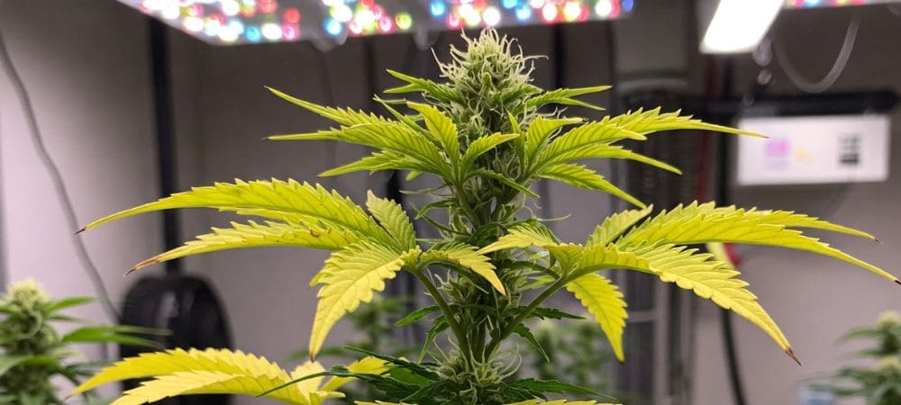 abono para plantas con hojas amarillas