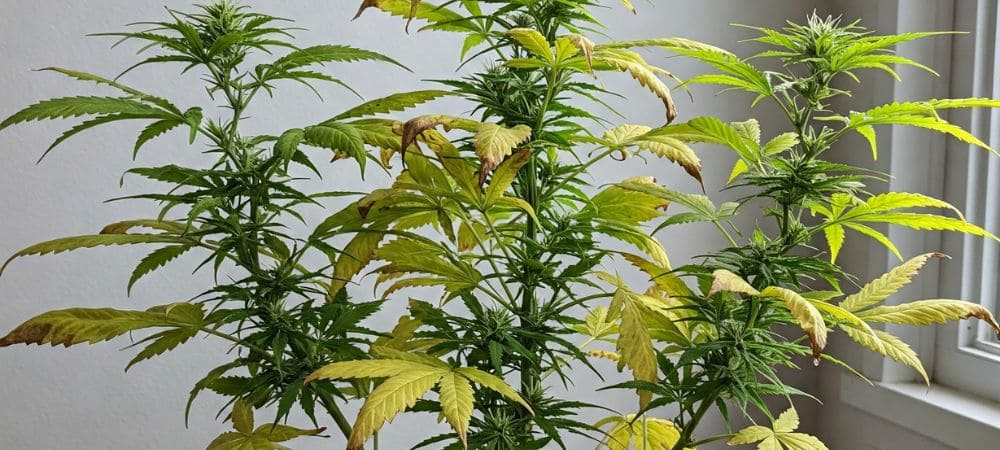 abono para plantas con hojas amarillas