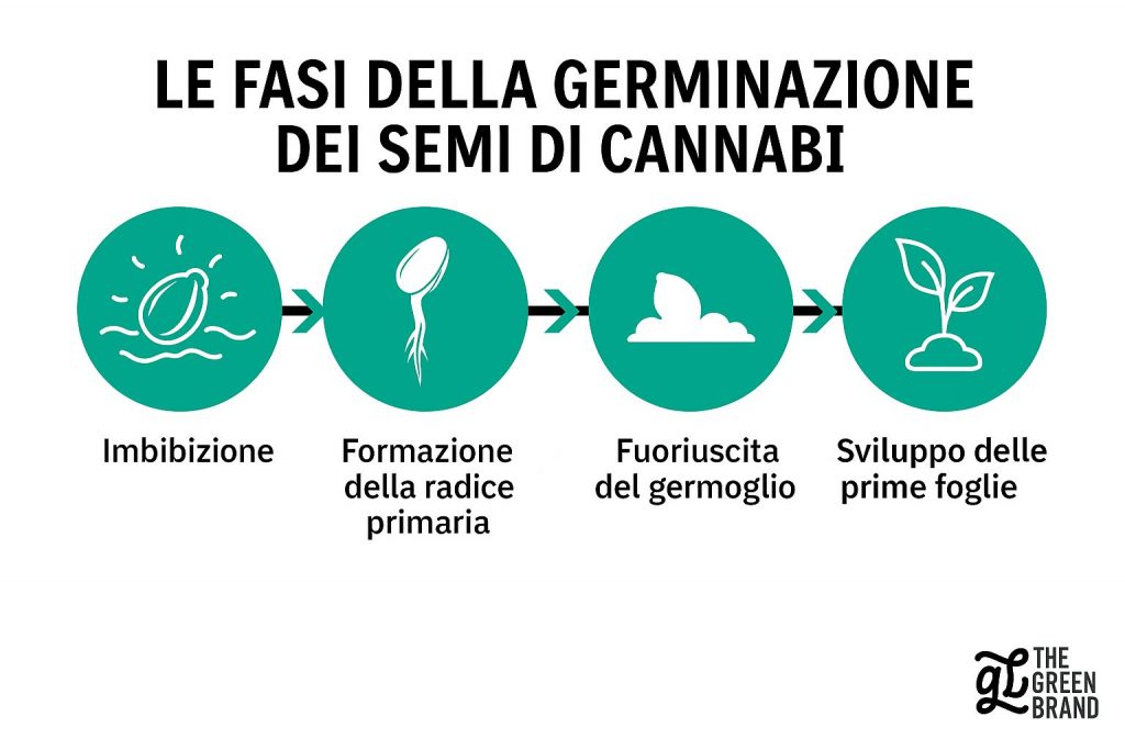 fasi della germinazione dei semi di marijuana