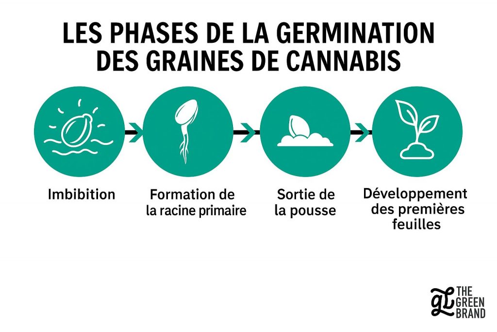 phases de la germination des graines de cannabis