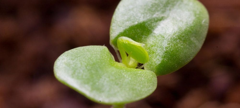 care after transplanting