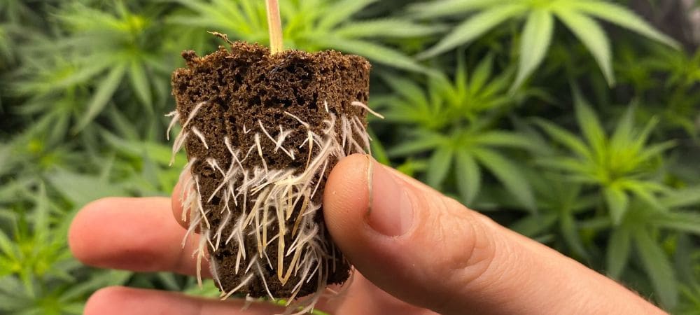 Qué hacer después de germinar semillas de marihuana