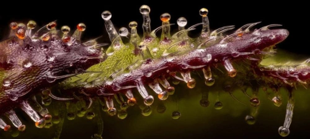 tricomas maduros de marihuana