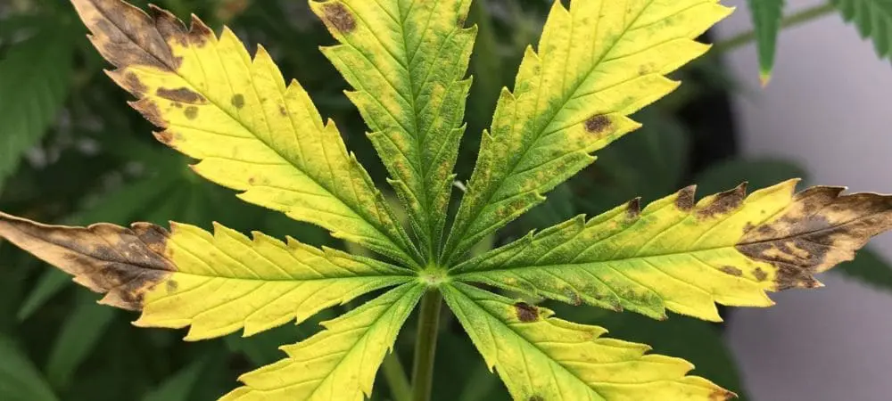 Micro-acariens sur les plantes d'intrieur : comment ragir ?