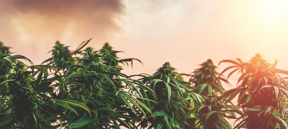 plantation de cannabis aux USA
