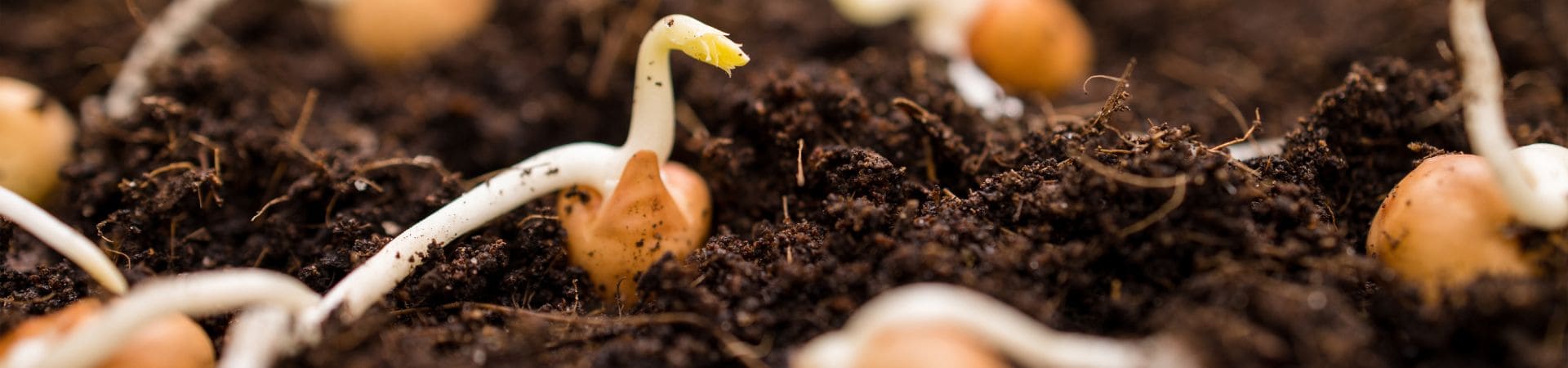 semillas de marihuana