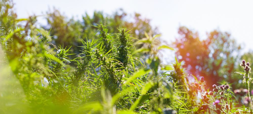 Ferme à cannabis aux USA
