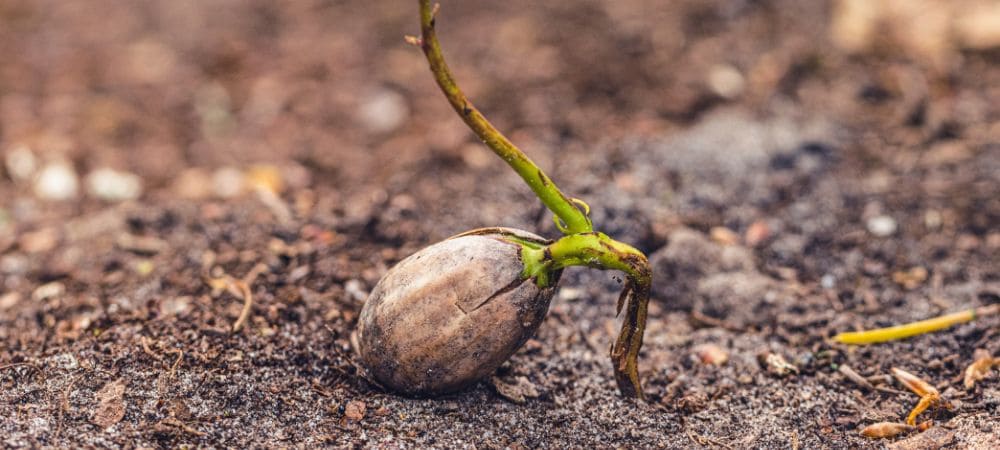 germinar semilla de cannabis