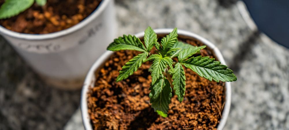 germinación marihuana