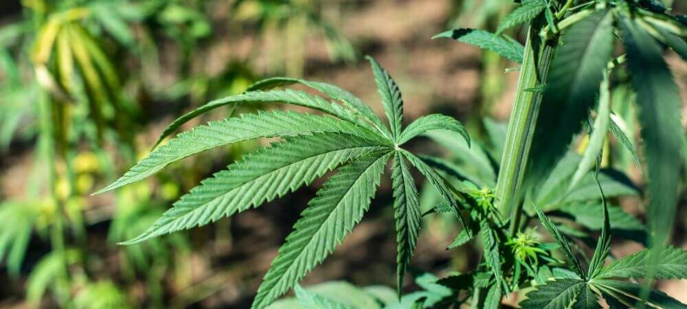 cannabis ruderalis plant