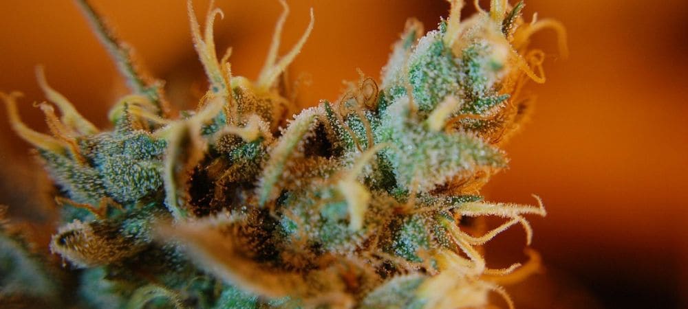 tricomas de uma flor de cannabis