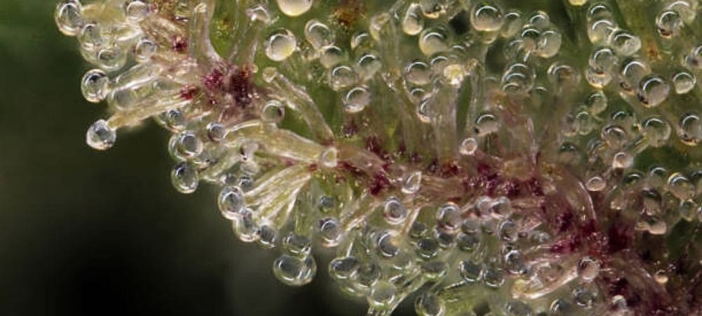 cannabis no ponto para colheita