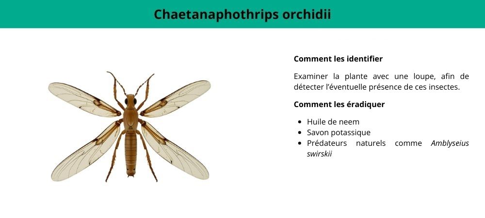 Thrips sur les plantes de cannabis Chaetanaphothrips orchidii