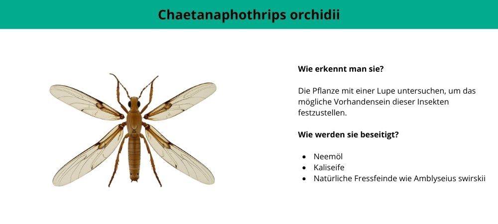 Thripse auf Cannabis