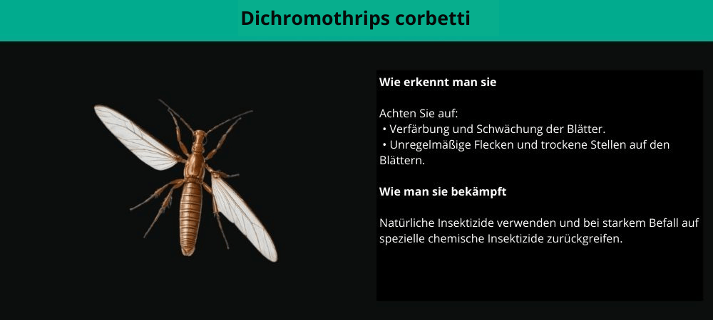 Thripse auf Cannabis