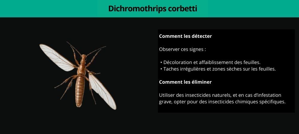 Dichromothrips corbetti