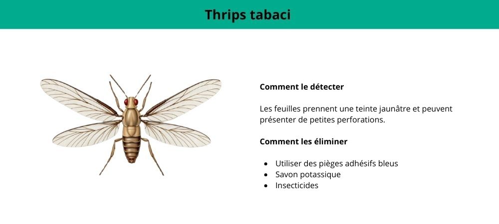 thrips tabaci