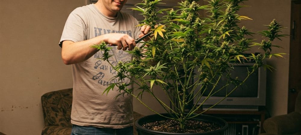 fertilizantes para crescimento e floração