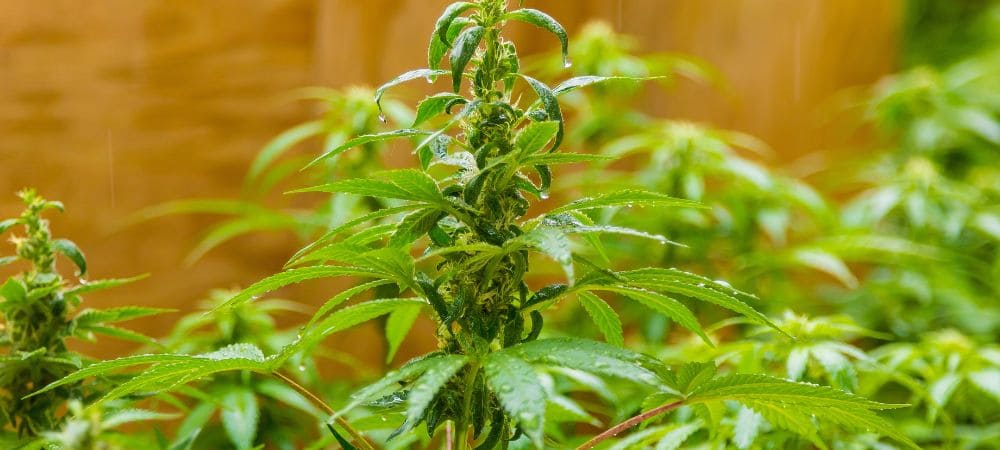 una planta en la 7ª semana de floración